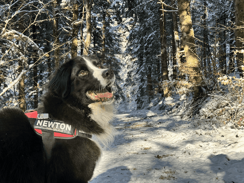 An image of a guide dog walking with a user in the snow.